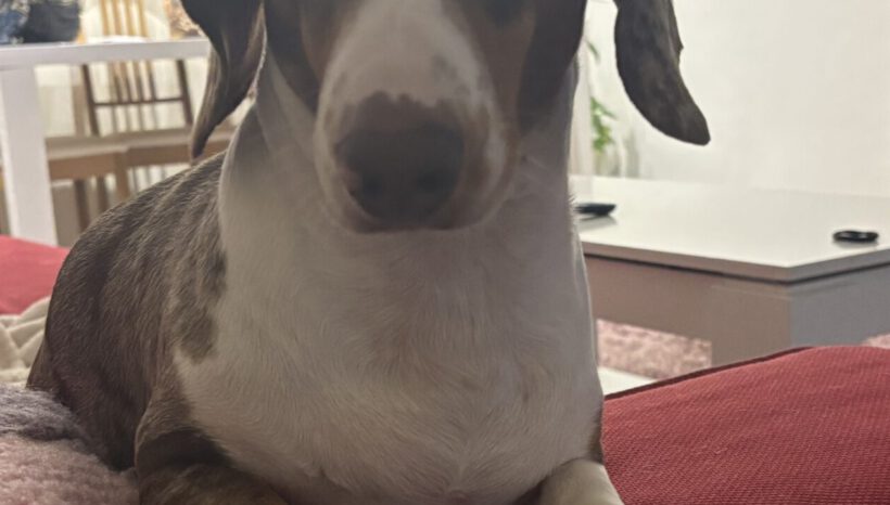 Constelaciones Familiares y yoga