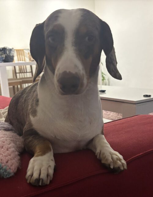 Constelaciones + Yoga